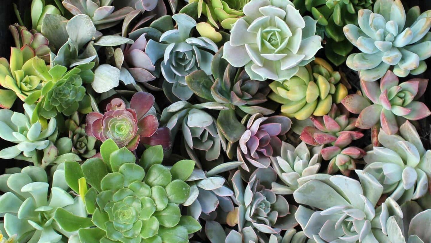 succulents+high+res